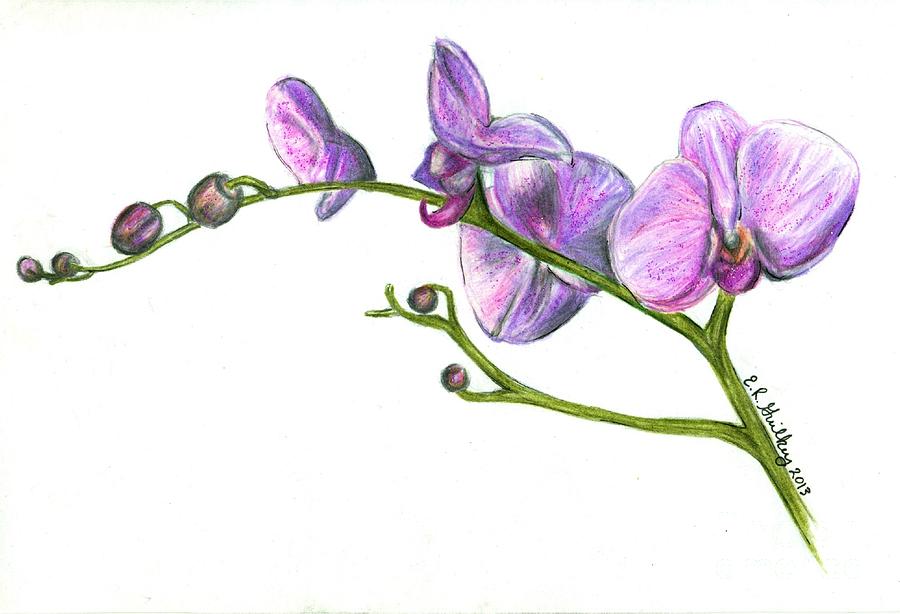 Orchid Flower Drawing In Pencil