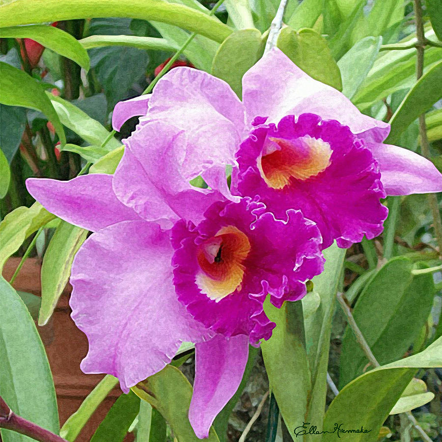 Purple Cattleya Orchids Painting
