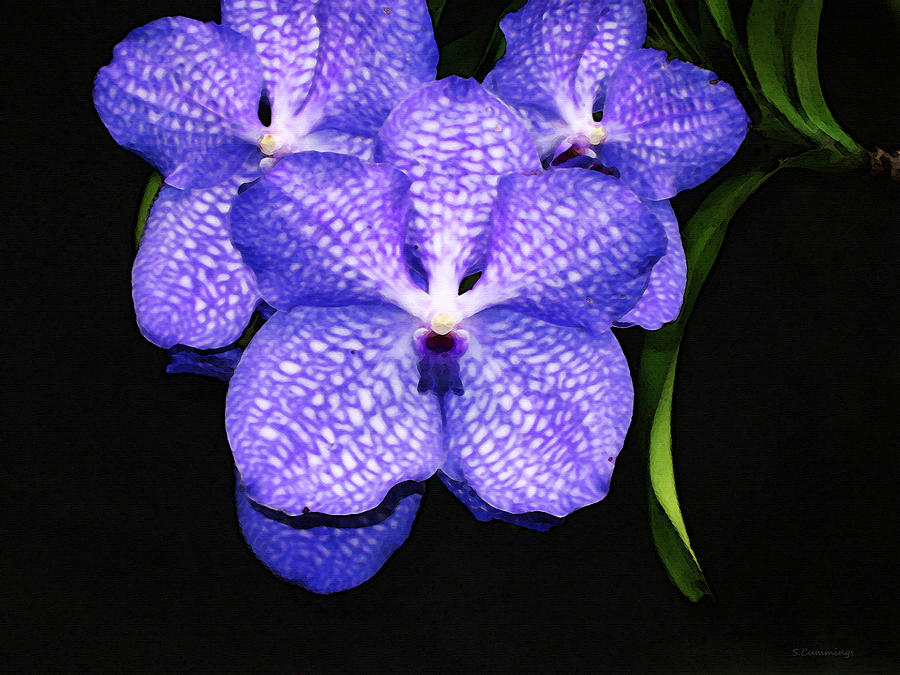 Flower Painting - Purple Orchids - Flower Art By Sharon Cummings by Sharon Cummings