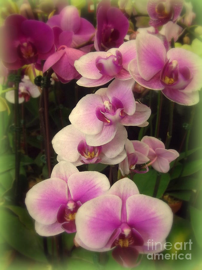 Flower Photograph - Purple Orchids for My Love - Flower Photography by Miriam Danar