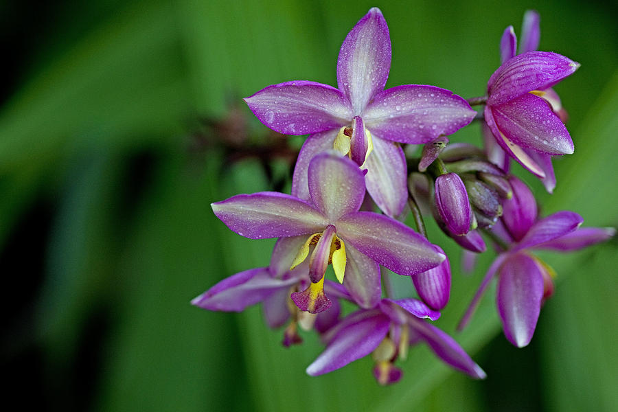Purple Orchids Photograph by James Roemmling