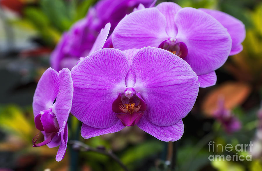 Purple Orchids Photograph by Jill Lang