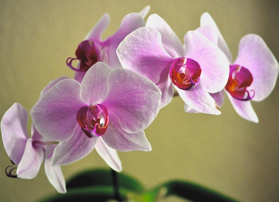 Purple Orchids Photograph by Kristina Deane