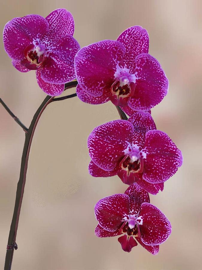 Orchid Photograph - Purple Orchids  by Lena Photo Art