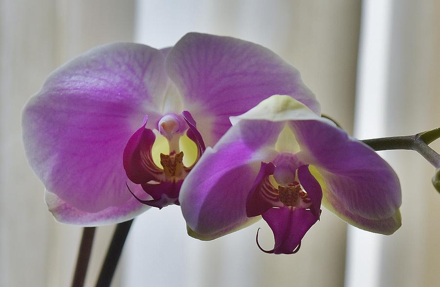 Purple Orchid Photograph - Purple Orchids by Linda Brody