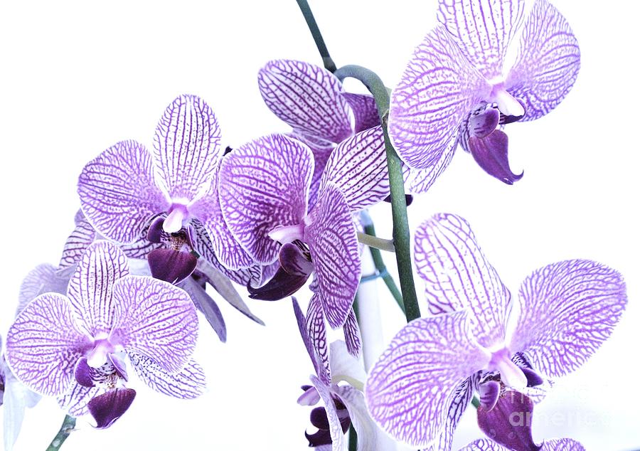 Purple Orchids Photograph by Marsha Heiken