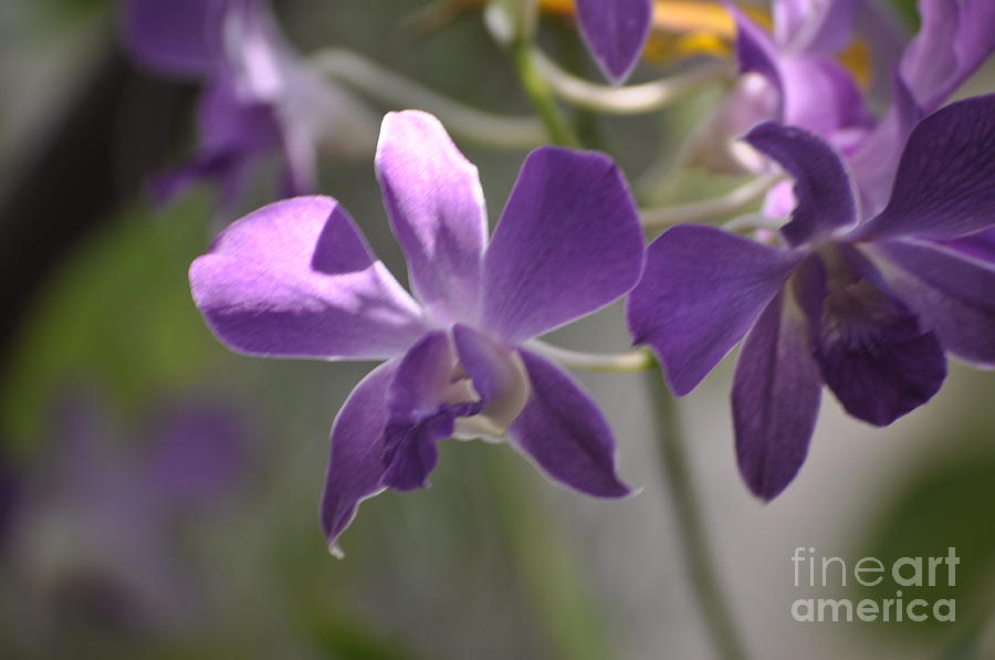 Purple Orchids  Photograph by Nona Kumah