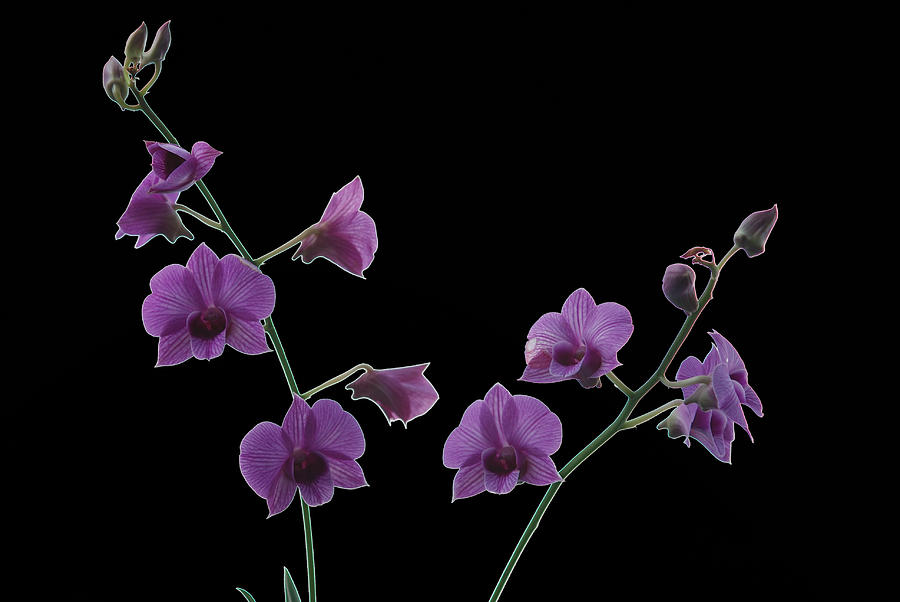Purple Orchids On Black Photograph by Janice Adomeit