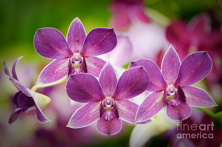Purple orchids Photograph by Oscar Gutierrez