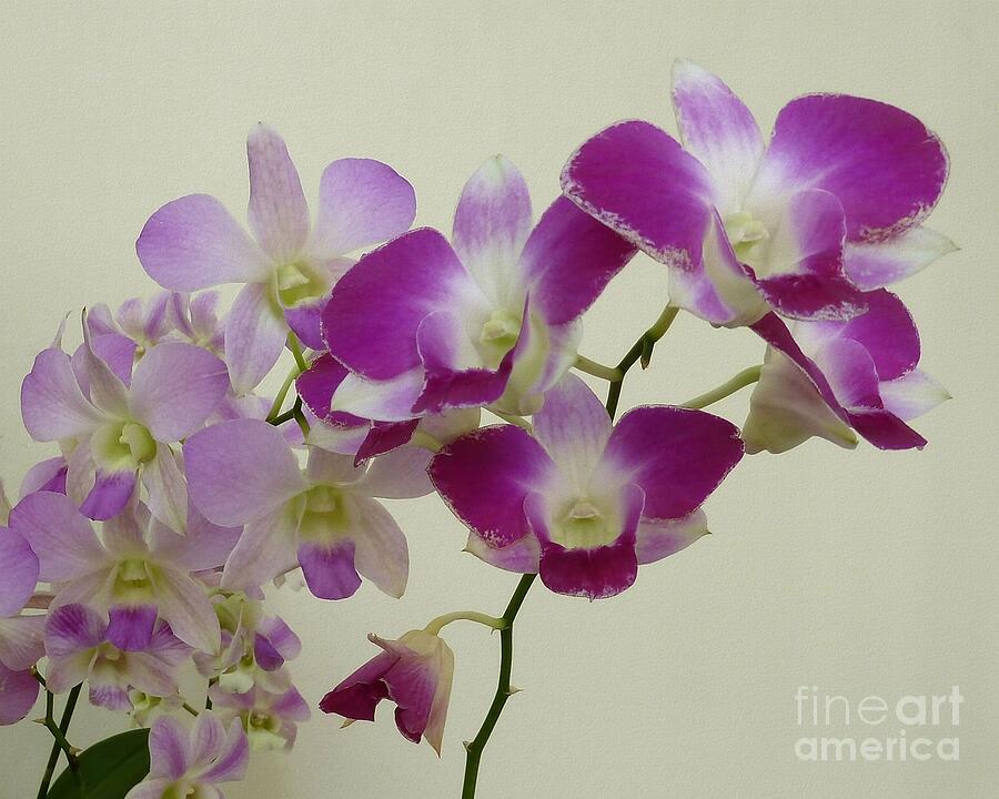 Orchid Photograph - Purple Orchids by Patricia Strand