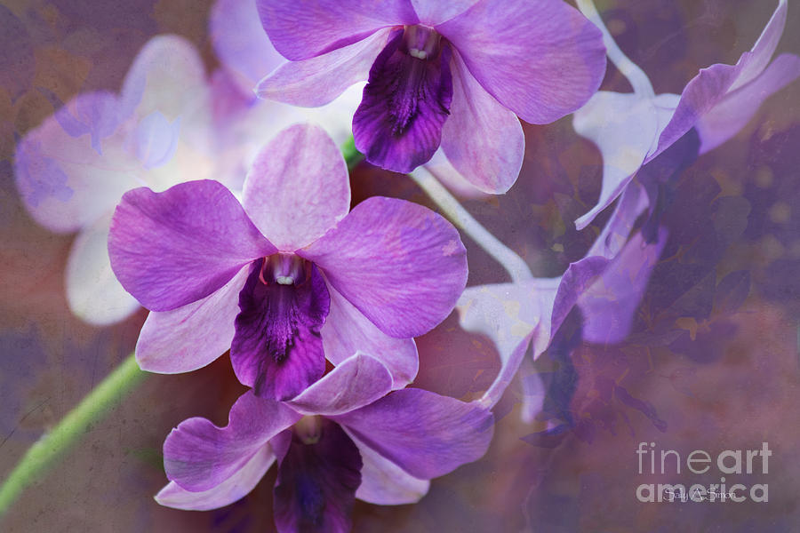 Purple Orchids Photograph by Sally Simon