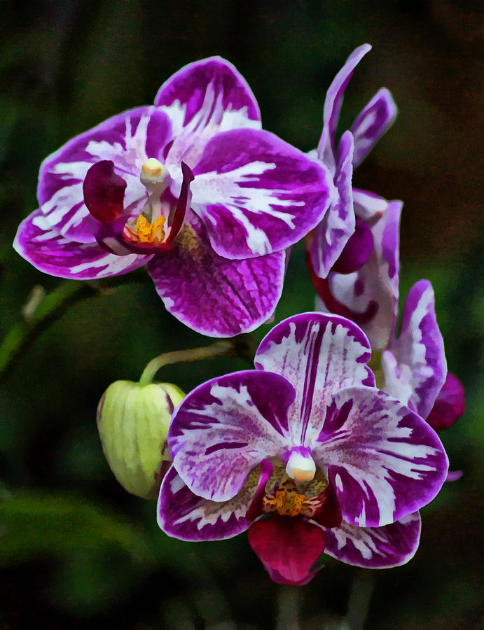 Orchid Photograph - Purple Orchids by Sandy Keeton