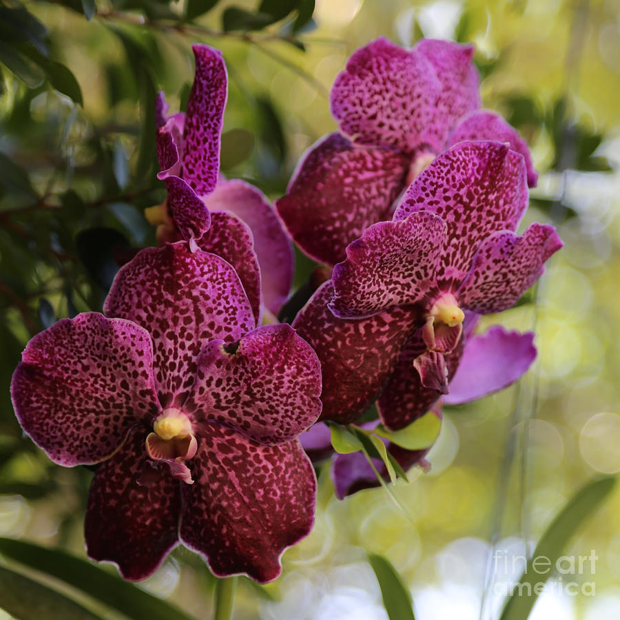 Orchid Photograph - Purple Orchids with Bokeh by Carol Groenen