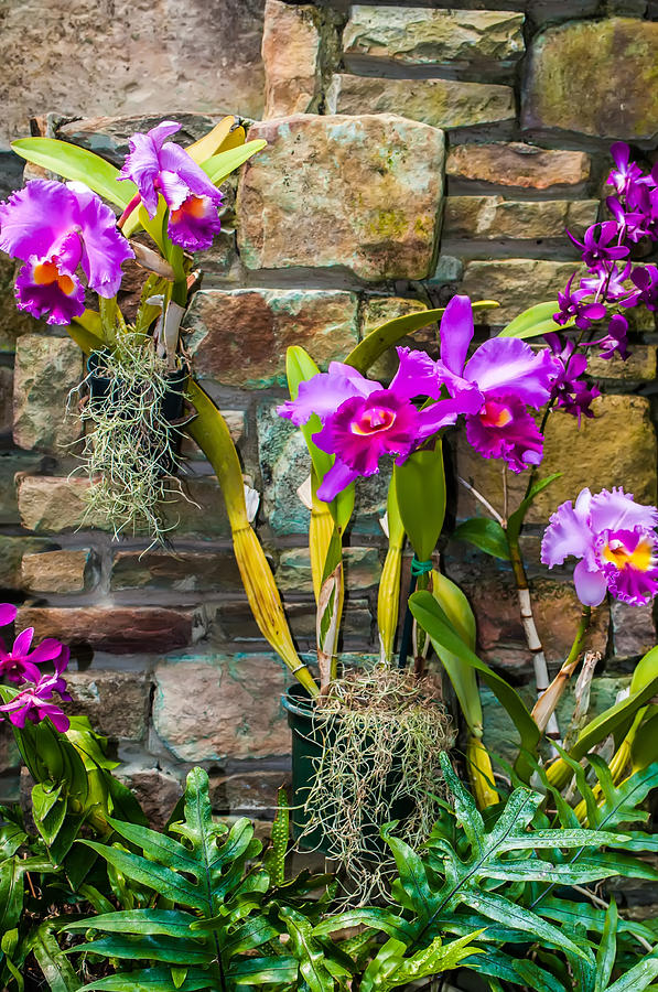 Purple Orchids With Cultured Stone Background Photograph by Alex Grichenko