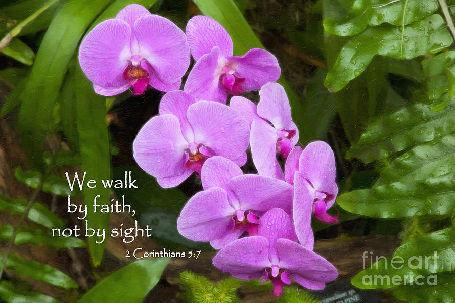 Purple Orchids with Scripture Photograph by Jill Lang