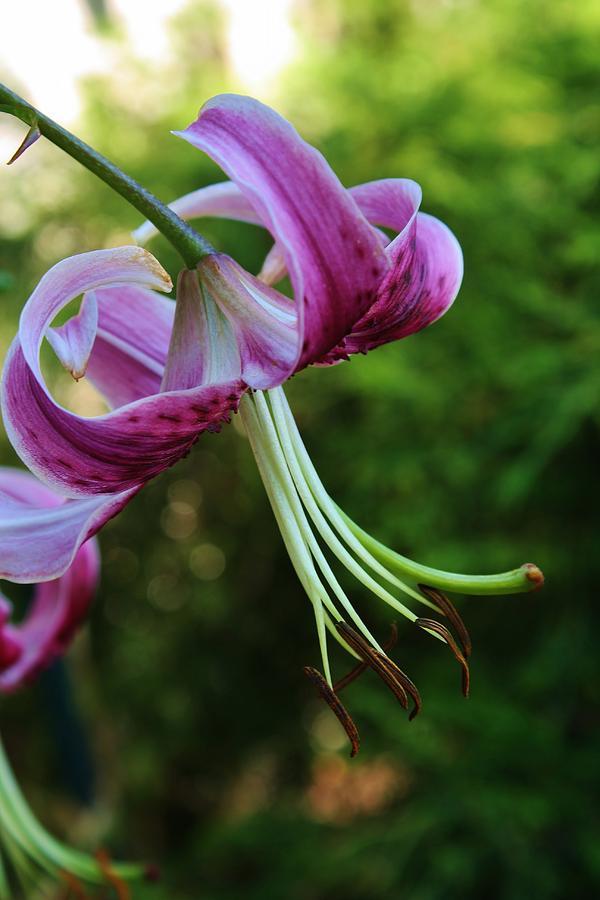 Nature Photograph - Purple Oriental Tiger Lily by Bruce Bley