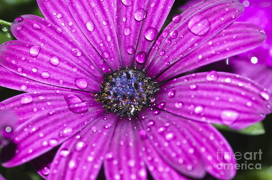 Daisy Photograph - Purple Osteospermum 2 by Steve Purnell