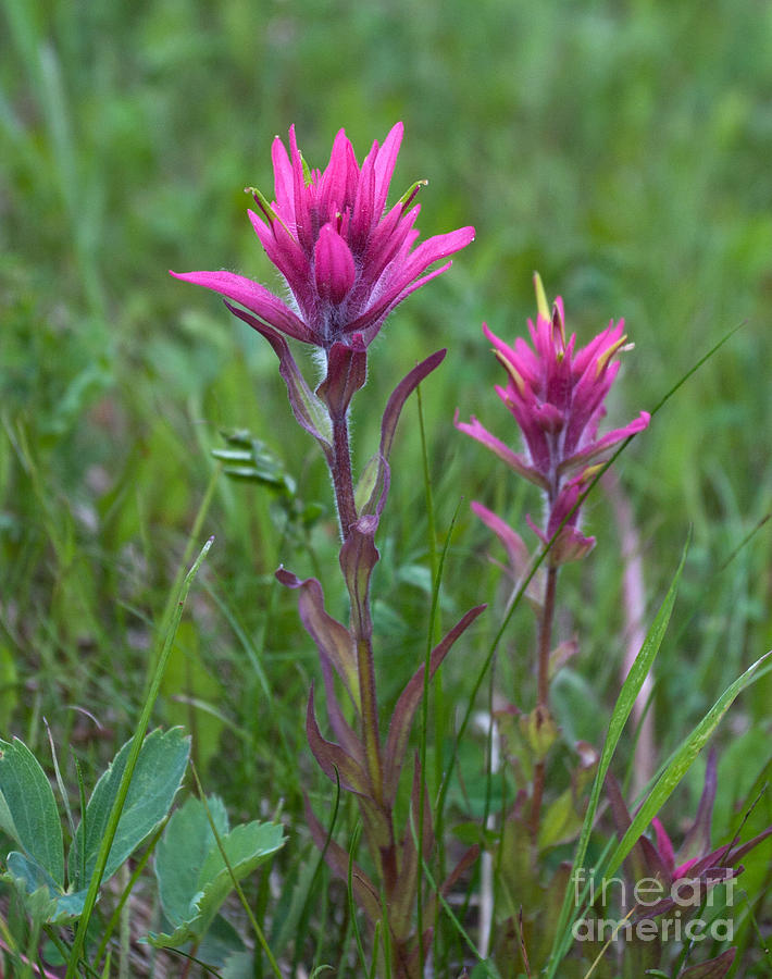 purple paintbrush flower