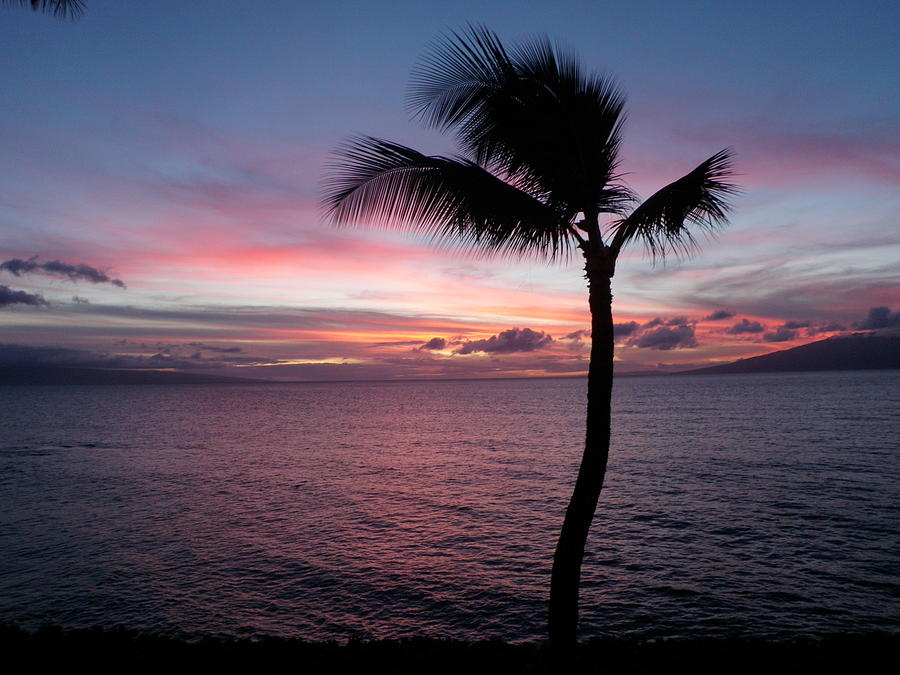 Purple palm Photograph by Debra Casey - Fine Art America