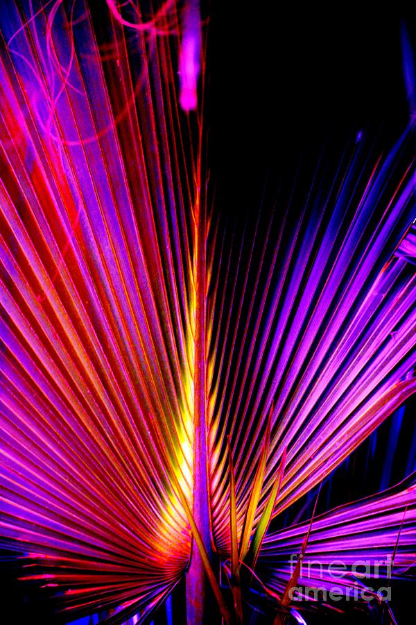 Purple Palm Photograph by Tamara Michael