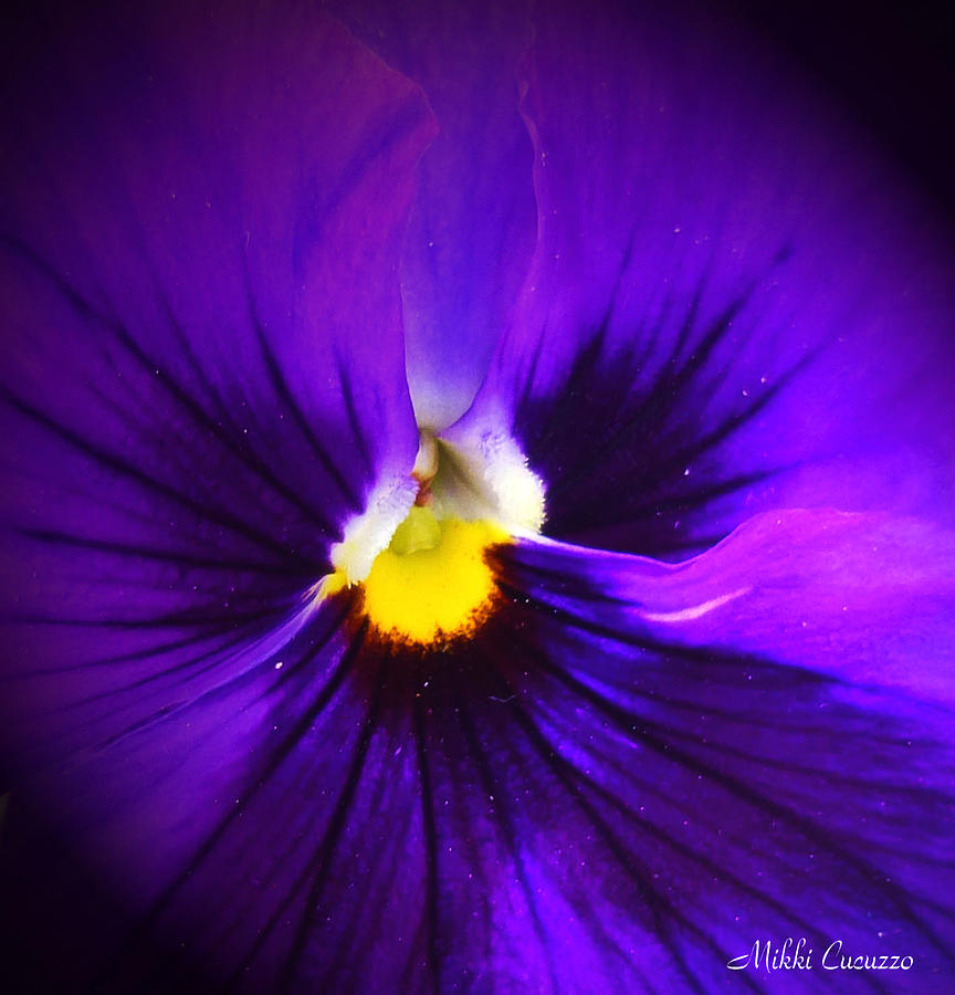 Purple Pansie Closeup Photograph by Mikki Cucuzzo