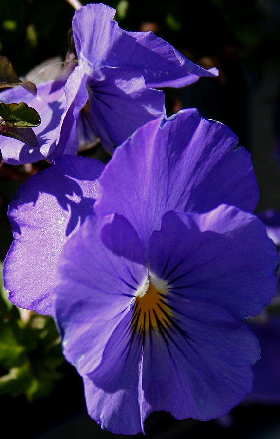 Purple Pansies Photograph by Karen Harrison Brown