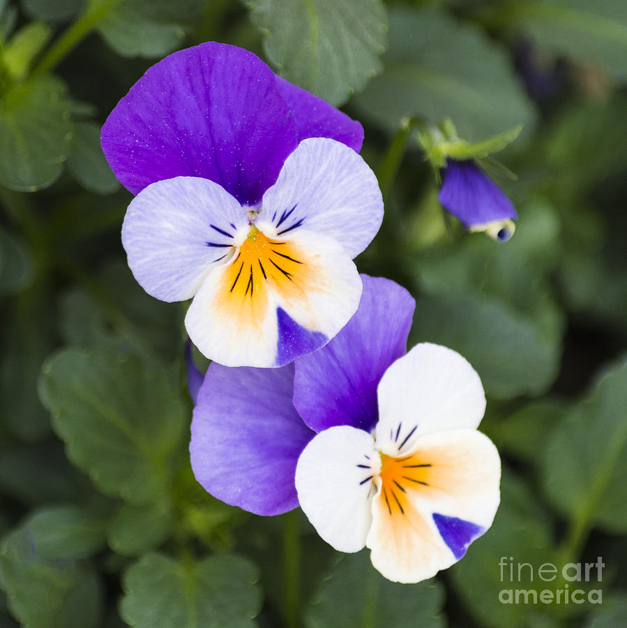 Purple Pansies Photograph by L J Oakes