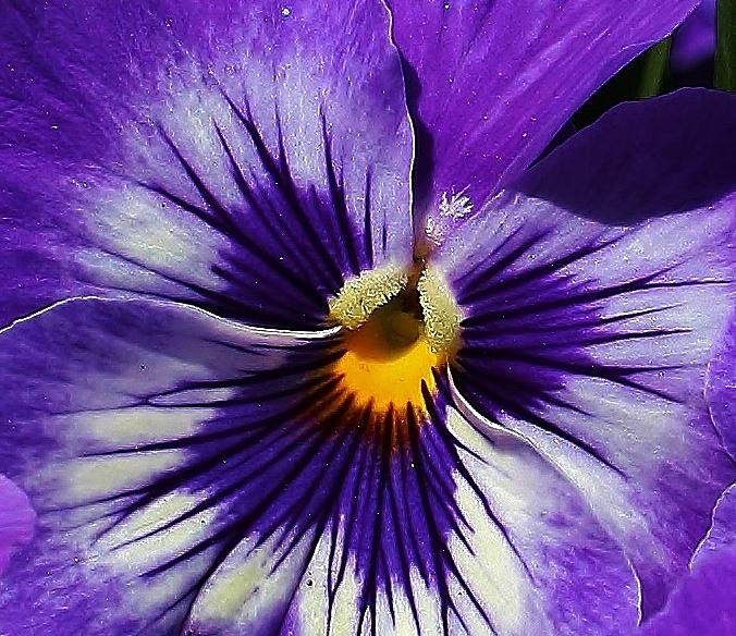 Purple Pansy Photograph by Bruce Bley