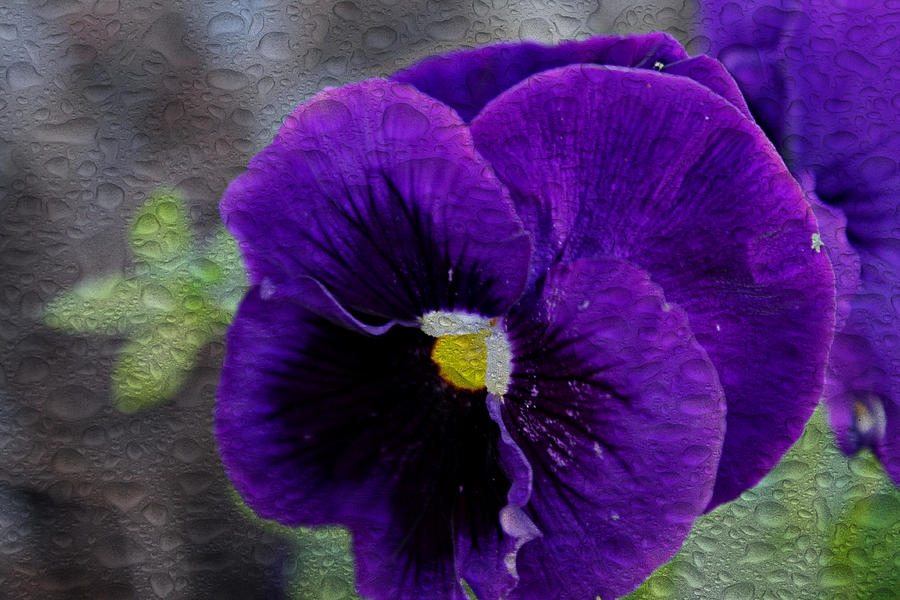 Purple Pansy Photograph By Carolyn Ricks