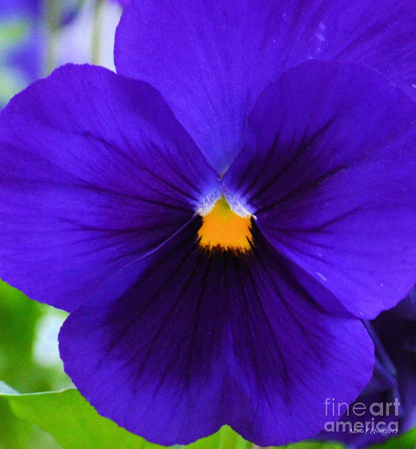 Nature Photograph - Purple Pansy Closeup by Maria Urso