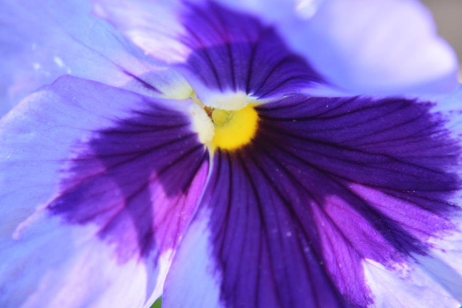 Purple Pansy Photograph by Curtis Krusie