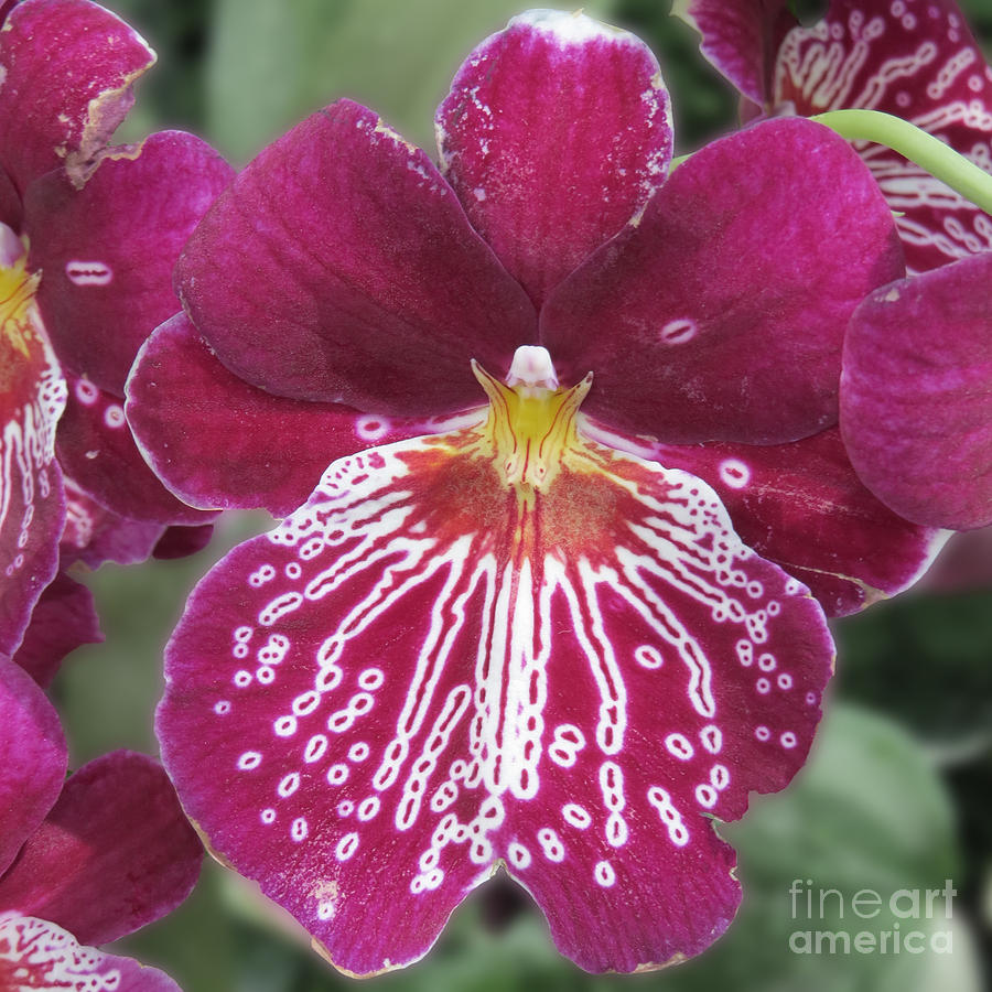 Purple Orchid Photograph by Dawn Gari