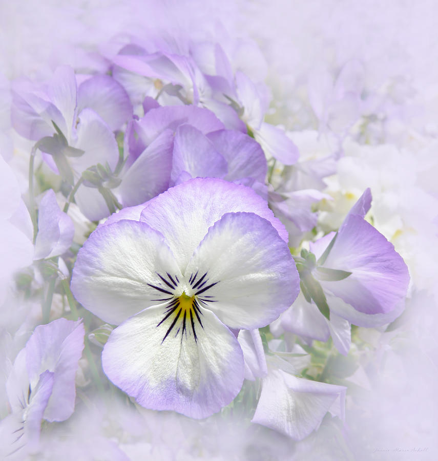 Purple Pansy Flowers Photograph by Jennie Marie Schell