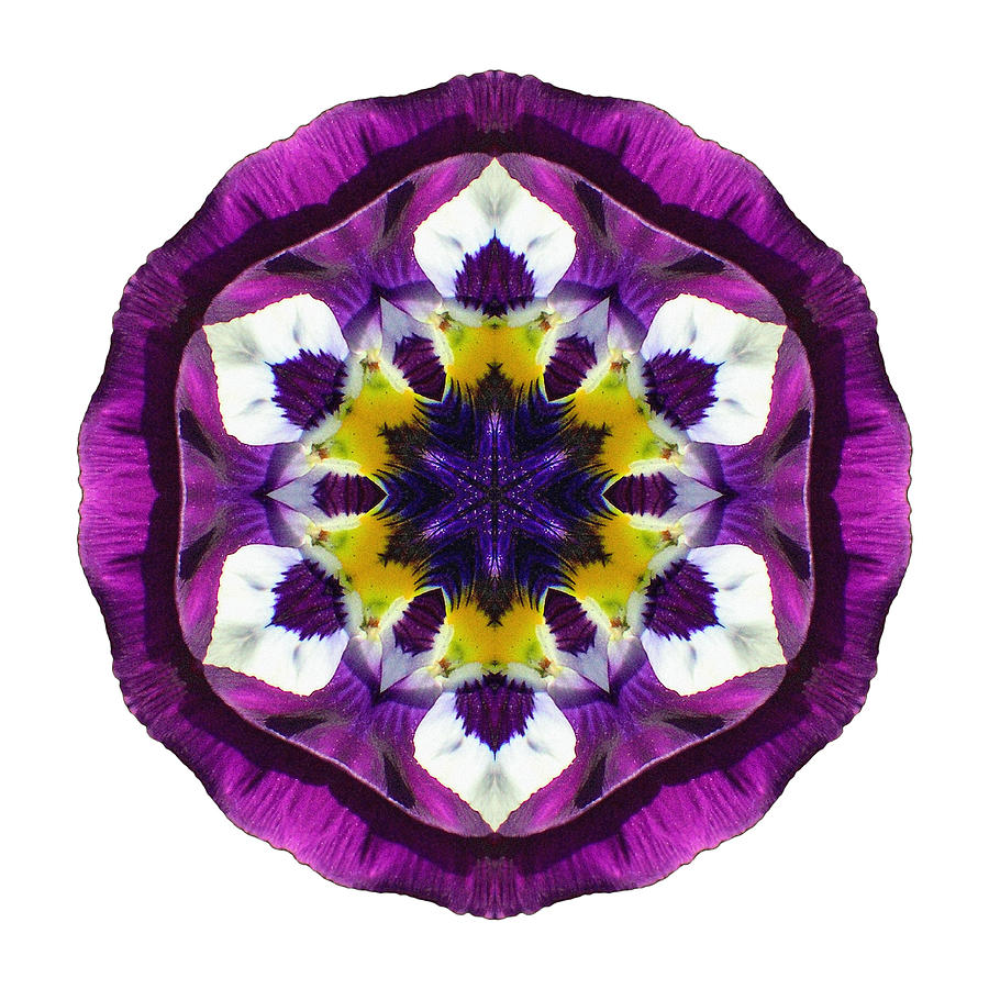 Purple Pansy II Flower Mandala White Photograph by David J Bookbinder