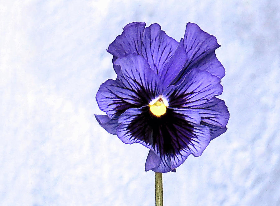 Purple Pansy Photograph by Janice Drew