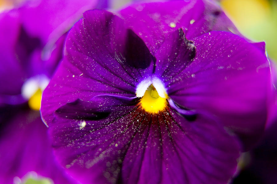 Purple Pansy Photograph by Keith Thomson