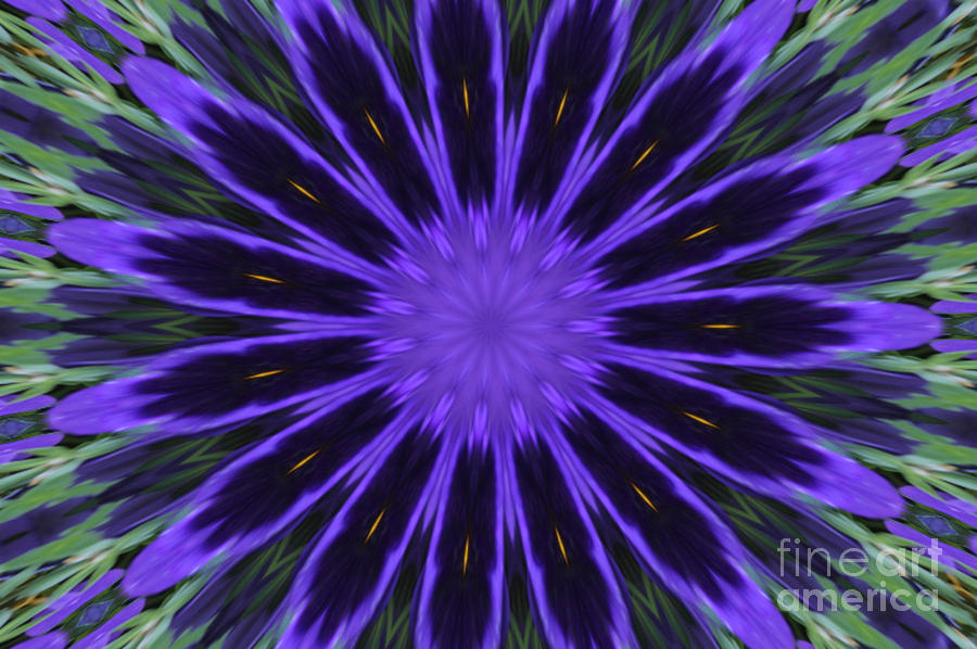 Flower Digital Art - Purple Pansy Star Graphic Art by Spirit Baker