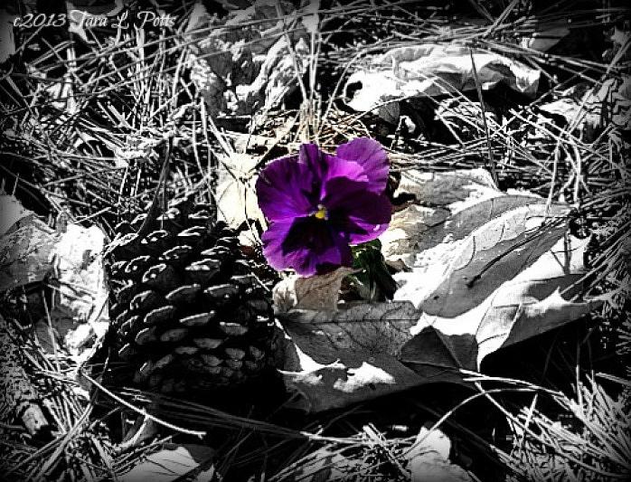 Purple Pansy Photograph by Tara Potts