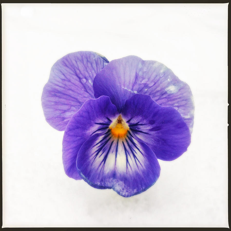 Flower Photograph - Purple pansy - tough flower in the snow by Matthias Hauser