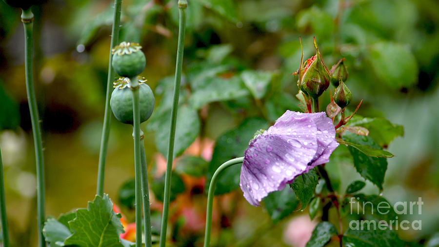 Purple Papaver rhoeas - Poppy Photograph by Eva-Maria Di Bella