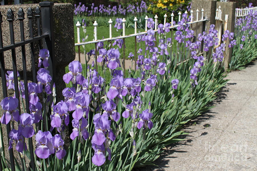 Purple Paradise Photograph by Kay Veith - Fine Art America