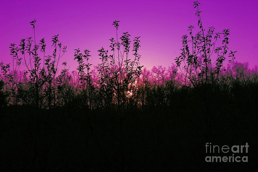 Purple Paradise Sunset by Diana Sainz Photograph by Diana Raquel Sainz