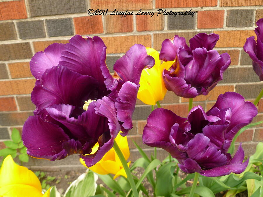 Purple Parrot Tulips Photograph by Lingfai Leung