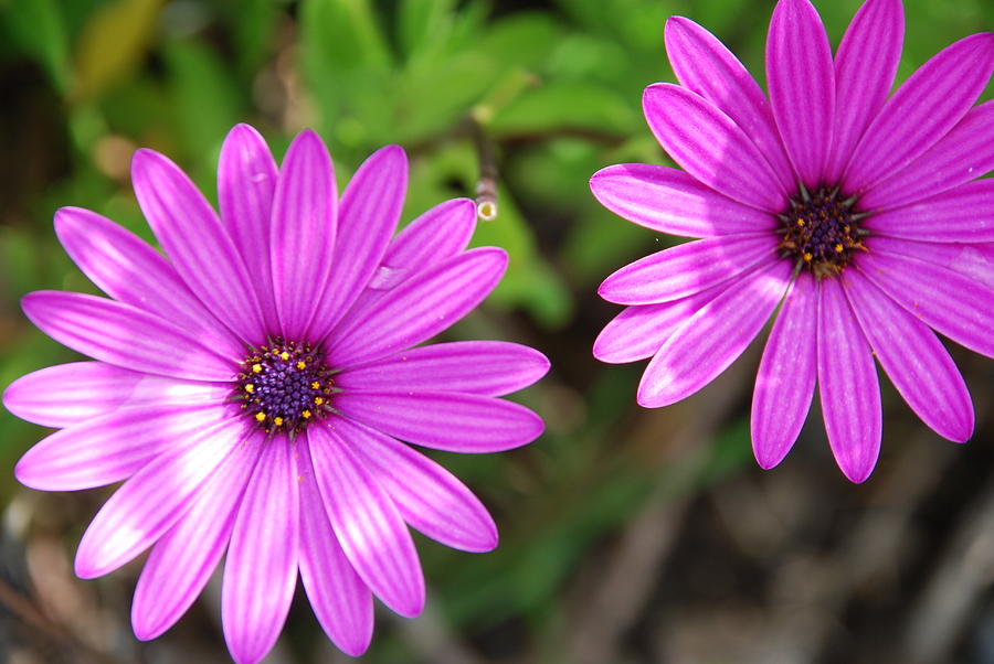 Daisy Photograph - Purple Passion by Norma Brock