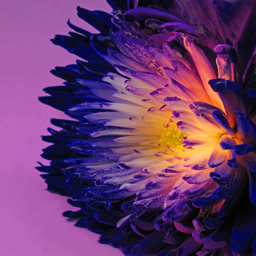 Flowers Still Life Photograph - Purple Passion by Don Spenner
