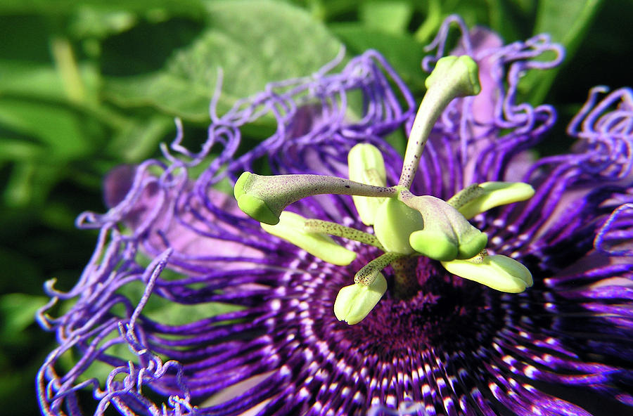 Purple Passion Flower Photograph by Adam Johnson