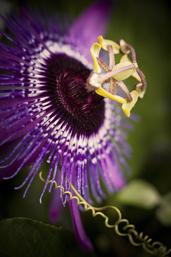 Purple Passion Flower Photograph by Bradley R Youngberg