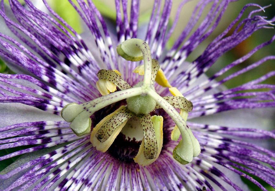 Purple Passion Flower Close Up  Photograph by Taiche Acrylic Art