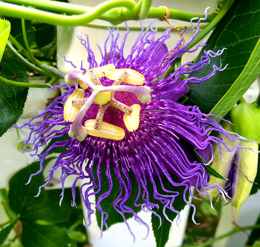 Purple Passion Flower Photograph by Kristina Deane
