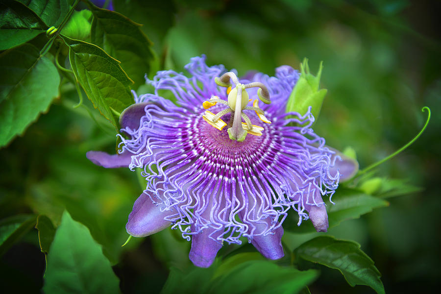 Purple Passion Flower Photograph by Lynn Bauer
